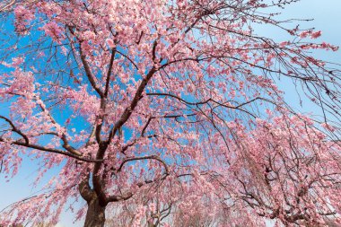 Japon pembe sakura çiçeği