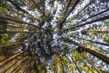 Selvi orman dinamik geniş açılı görünüş