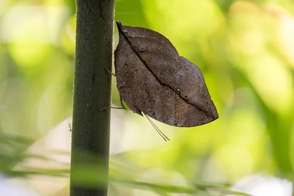 Asla bilemeycek kelebek Kallima Paralekta — Stok fotoğraf