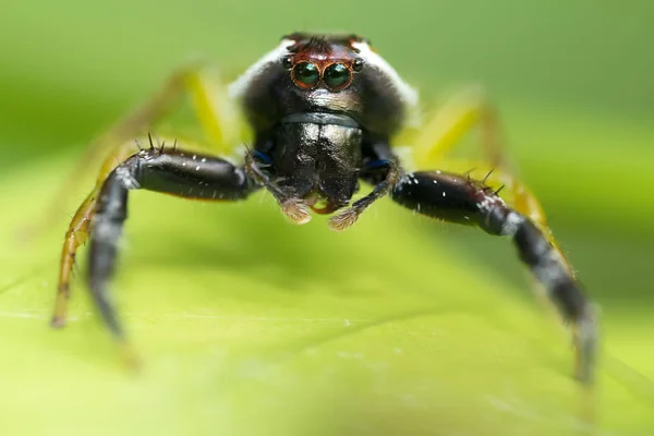 Jumping spider with monkey face — Stock Photo, Image