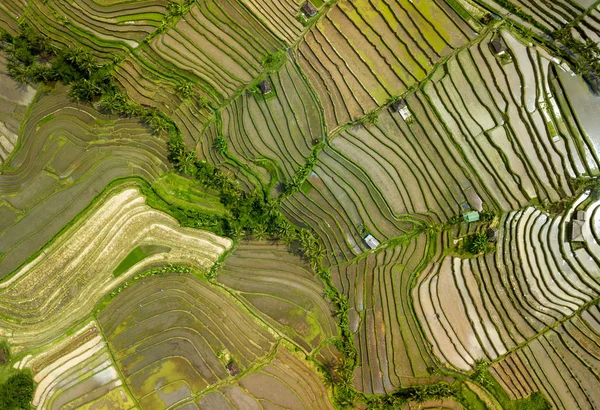 Bali ricefield hava atış — Stok fotoğraf
