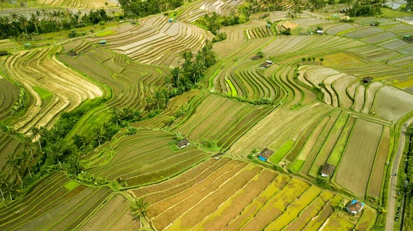 Bali ricefield tiro aereo — Foto Stock