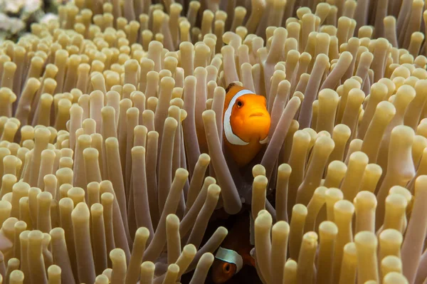 Pesce pagliaccio nascosto nell'anemone marino — Foto Stock