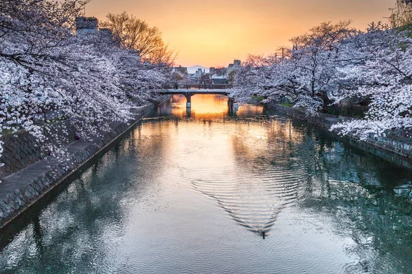 Flor de cerejeira ao longo do rio — Fotografia de Stock