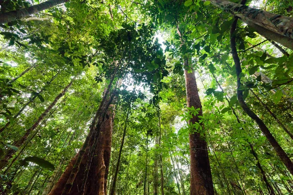 Frodig undervegetation djungel vegetation — Stockfoto