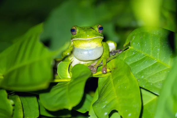 Tropická zelená žába kvákání na list — Stock fotografie