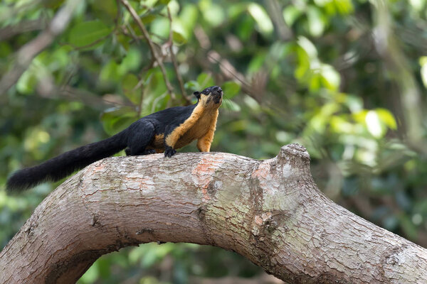 Giant black Squirrel on a branch