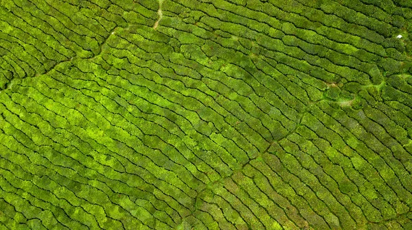 Вид сверху на чайную плантацию — стоковое фото