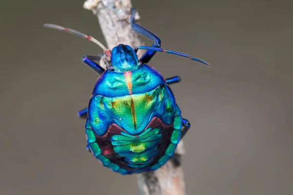 Larva de inseto de jóia azul no pau — Fotografia de Stock