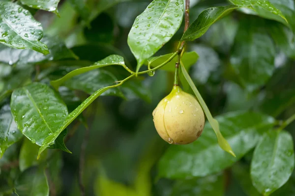 Fresh nutmeg hanging on tree — Stock Photo, Image