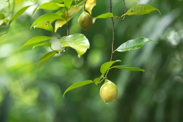 Fresh nutmeg hanging on tree — Stock Photo, Image