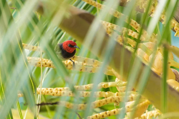 Crimson sunbird on palm tree branch — Stock Photo, Image