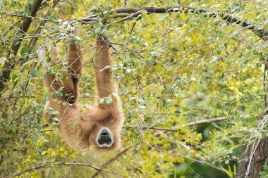 Beyaz ağaç üzerinde asılı gibbon verdi