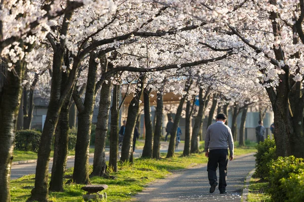 Uomo solitario che cammina lungo il fiore di ciliegio — Foto Stock