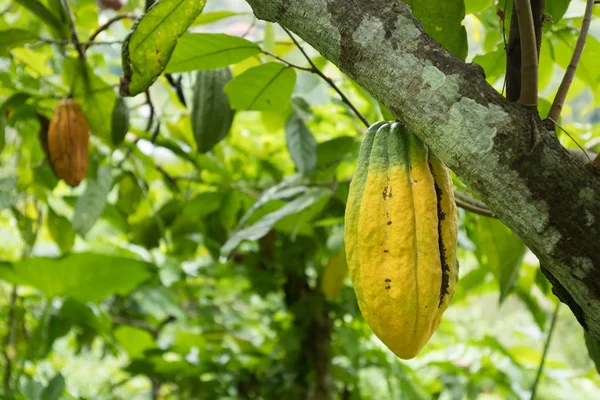 Cacao semilla inmadura colgando de un árbol — Foto de Stock