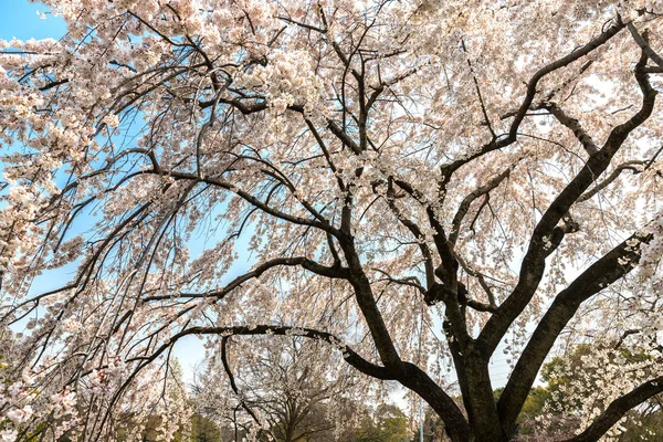 Ιαπωνικά κεράσι δέντρο λευκό άνθος — Φωτογραφία Αρχείου