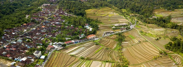 Bali ricefield hava atış — Stok fotoğraf