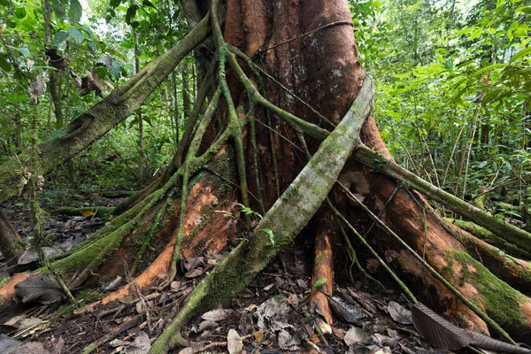 Fig tree strangling another tree — Stock Photo, Image