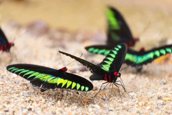 Renkli büyük kelebek içme suyu — Stok fotoğraf