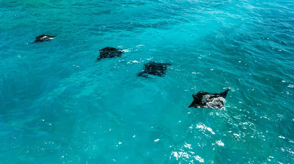 Aerial view of Manta rays swimming — Stock Photo, Image