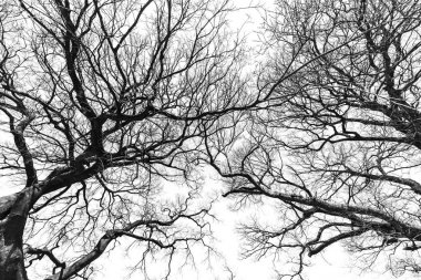 Siyah beyaz ağaç silueti