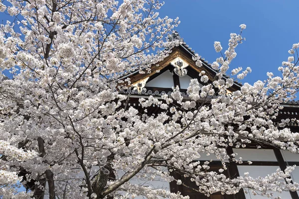 Japanska körsbärsträdet blommar — Stockfoto