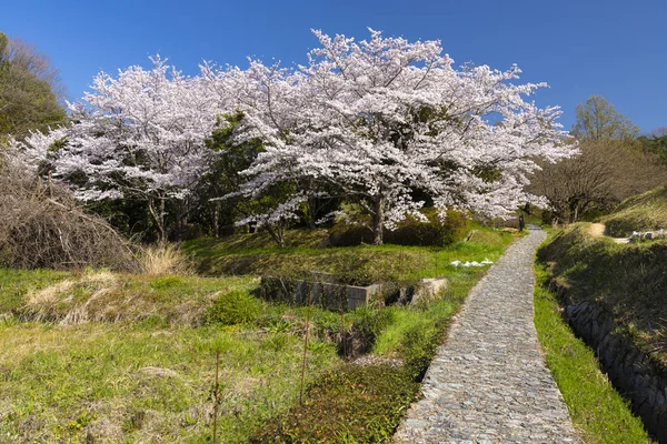 Vilda japanska våren landskap — Stockfoto