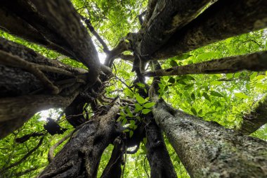 Ficus ağacın içinde