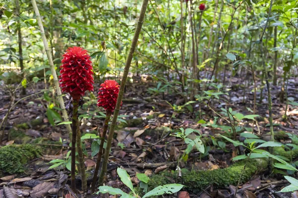 丛林中的 Zingiberales 花 — 图库照片