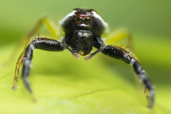 Springspinne mit Affengesicht — Stockfoto