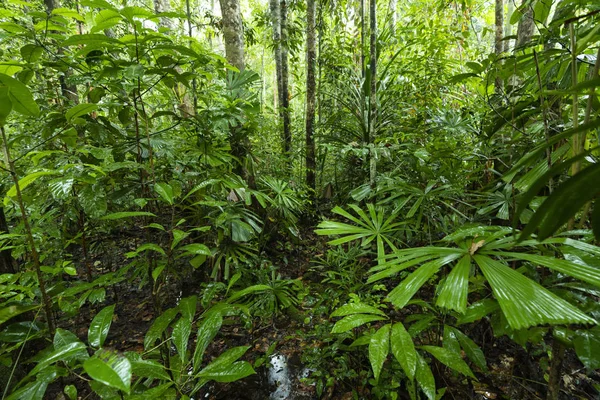 Weelderige kreupelhout jungle vegetatie — Stockfoto