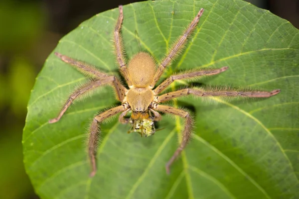 Caçador Aranha Comer Presa Uma Folha Noite Indonésia — Fotografia de Stock