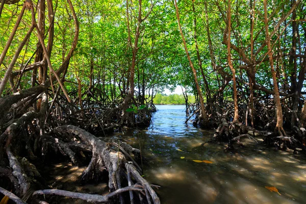 Young mangrove trees — Stock Photo, Image