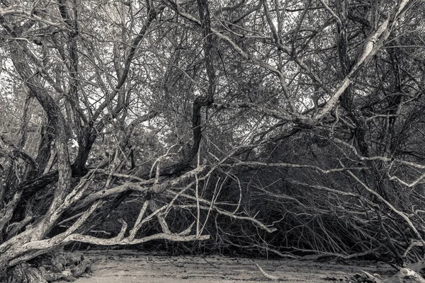 Rommelige verstrengelde tropische bomen — Stockfoto