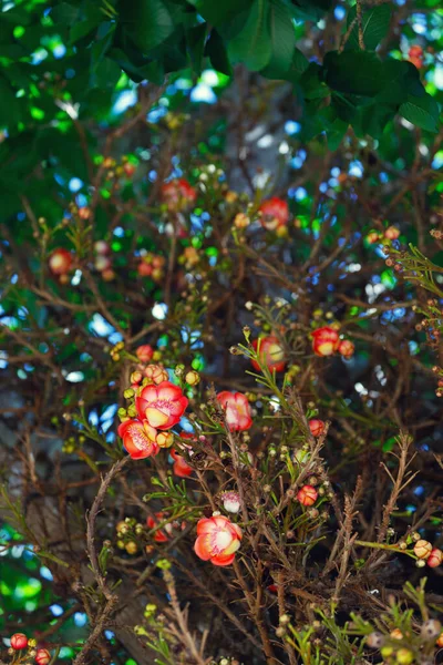 Shorea robusta fleurs — Photo