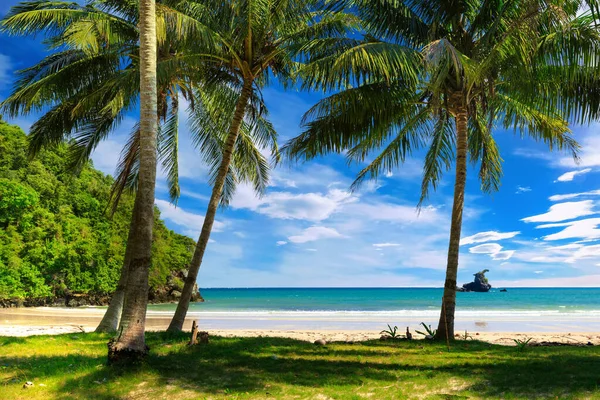Tropisch kokosnoot boom strand — Stockfoto