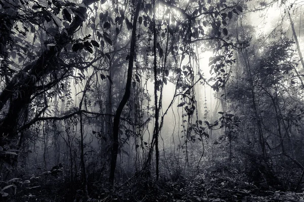 Misty Rainforest vintage style — Stock fotografie