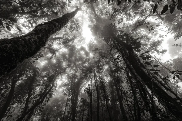 Misty regenwoud in zwart-wit — Stockfoto
