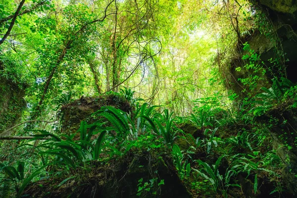 Vild Frodig Skog Med Hartsormbunkar Som Växer Klippor Gironde Distriktet — Stockfoto