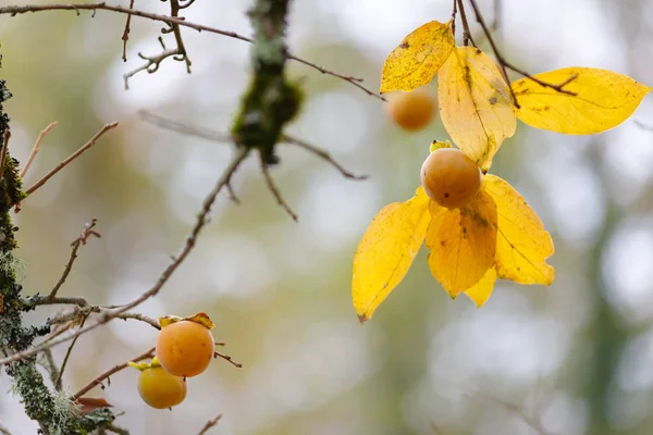 Frutta Matura Kaki Appesa Albero Nella Stagione Autunnale — Foto Stock