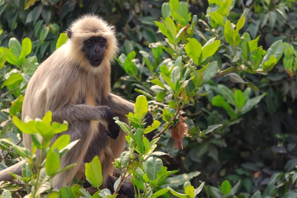 Hanuman Langur Hindistan Odisha Eyaletinde Bir Şubede Oturuyor — Stok fotoğraf