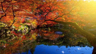 Daigoji Tapınağı ile sonbahar renkleri, Kyoto