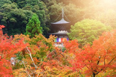 Eikando pagoda sonbahar renkle, Kyoto