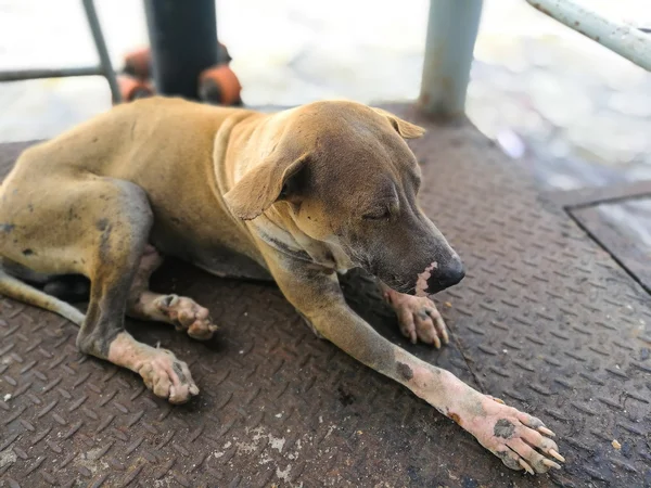 Eski üzücü köpek sokak — Stok fotoğraf