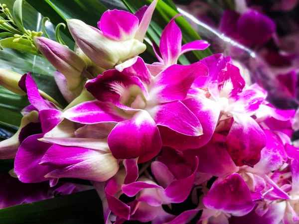 紫の蘭のクローズ アップ写真 — ストック写真