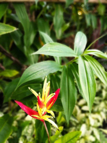 Strelitzia reginae flor —  Fotos de Stock