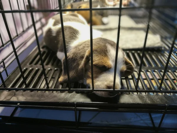 Les chiots dorment dans une cage — Photo