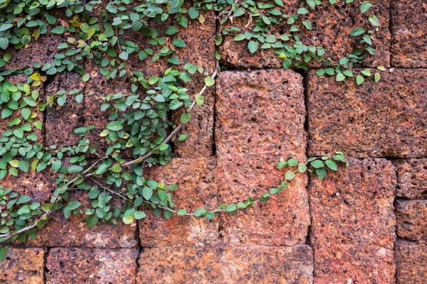 Grüne Kletterpflanze an Wand — Stockfoto
