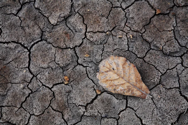 Drying leaf on cracked earth — Stock Photo, Image