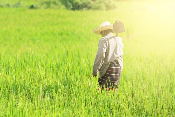 Ancien agriculteur exploitation bêche à la rizière — Photo